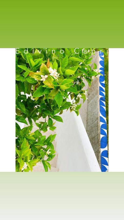 Suites Edivino Design カプリ エクステリア 写真